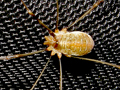 Opilio canestrinii